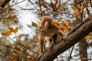 female average stride length by height chart