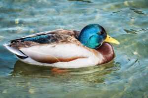 where is utilities folder