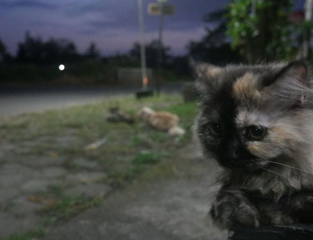 active directory logo flpcrestation