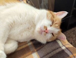 arcahexchibto art directory by arcyart