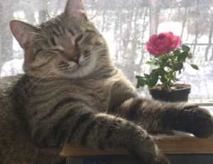 art articles artypaintgall