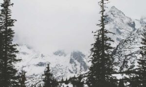 art directory arcahexchibto