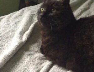 best logo dimensions flpcrestation