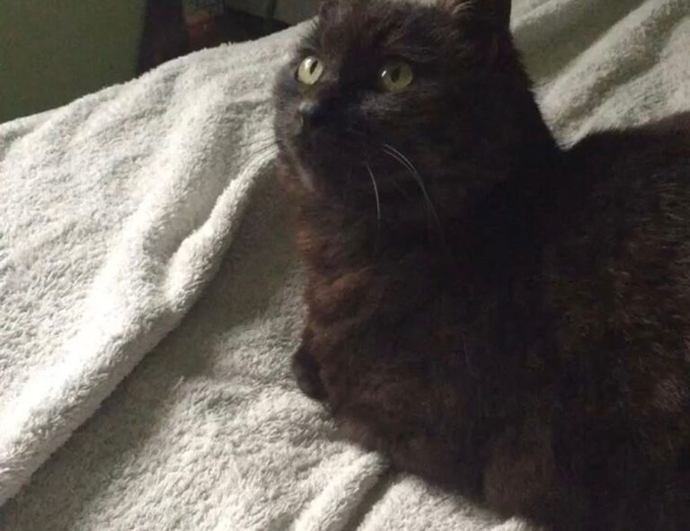 best logo dimensions flpcrestation