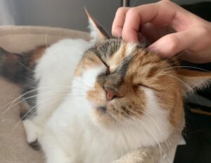 emblems flpcrestation