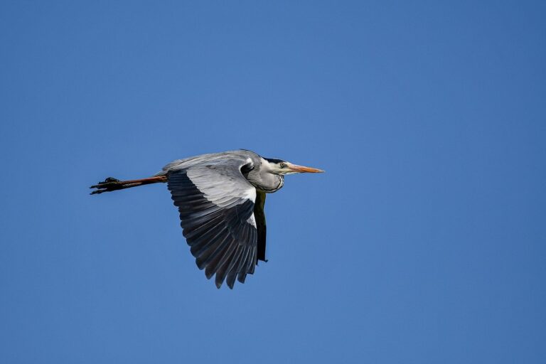 exhibitions arcyhist