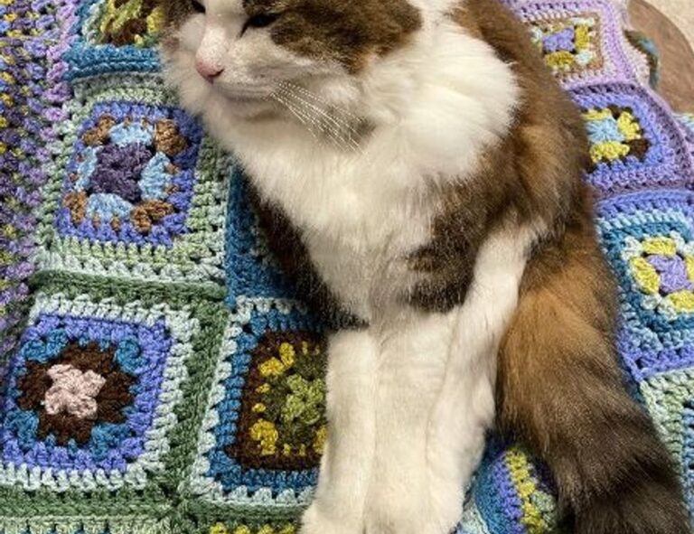 flpcrestation free marks by freelogopng