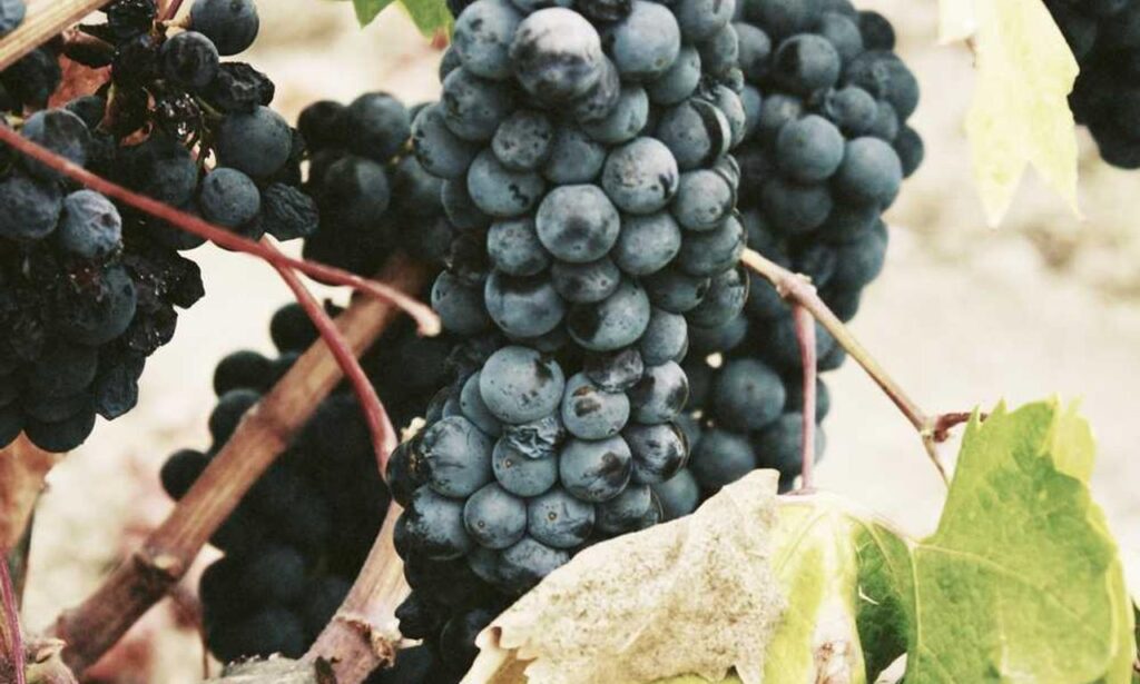 gallery paintings arcachdir