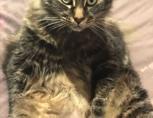 how do galleries hang paintings arcahexchibto