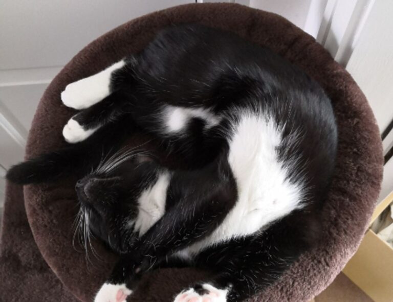 what is a game rogrand525 launcher pc