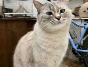 why updating immorpos35.3 software is important