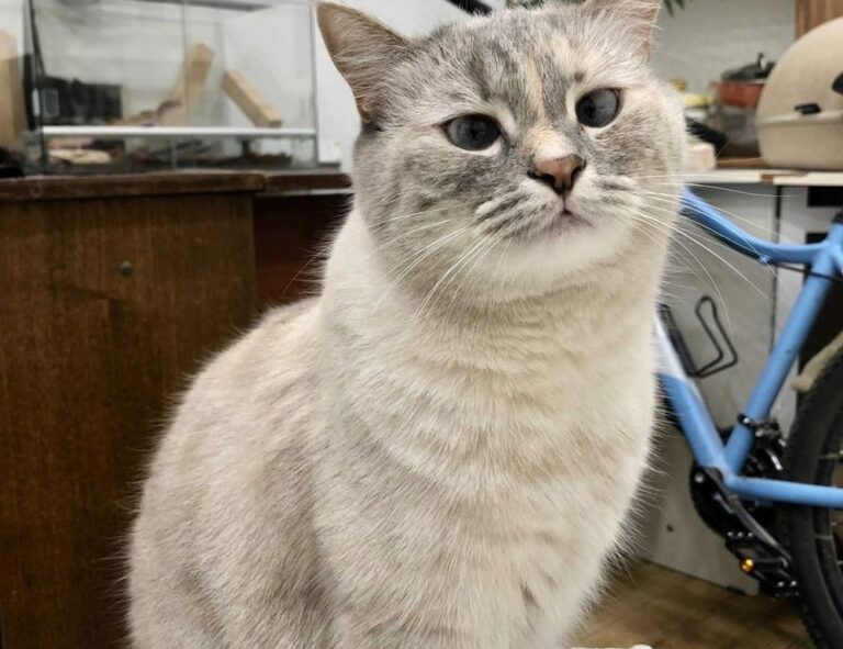 why updating immorpos35.3 software is important