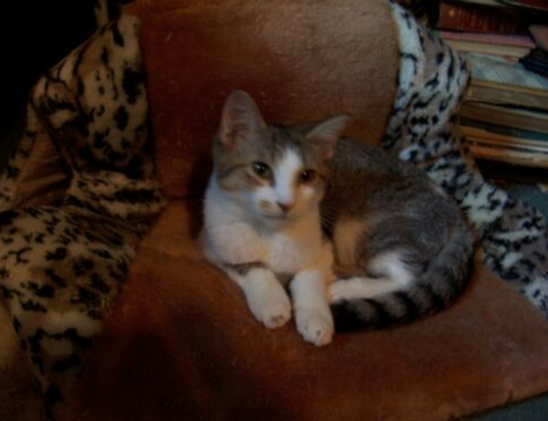 1441 significado amor