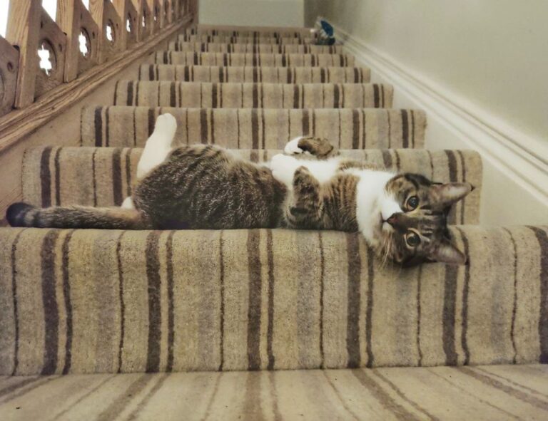 amor tatuajes de bulma y vegeta