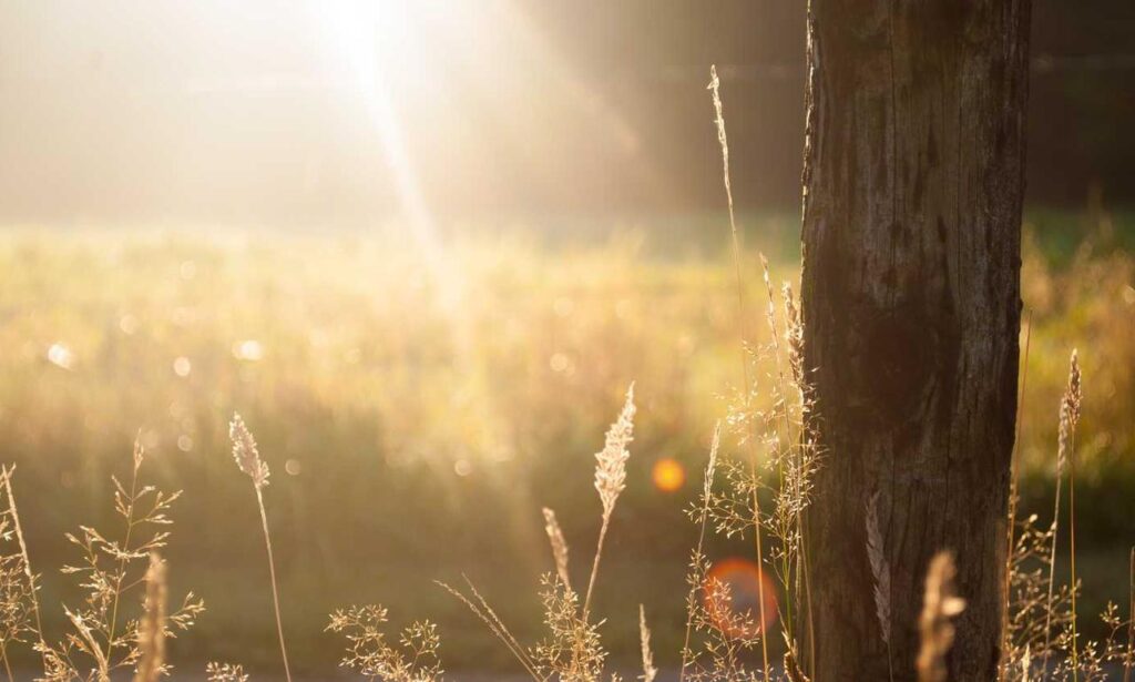 anyone but you online subtitrat