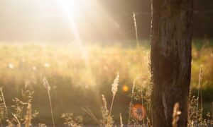 anyone but you online subtitrat