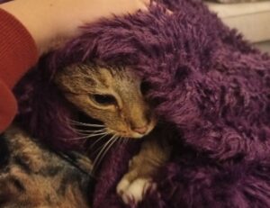 cast of do you love me, captain?