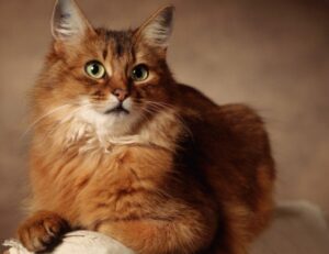 immediate a1 definity