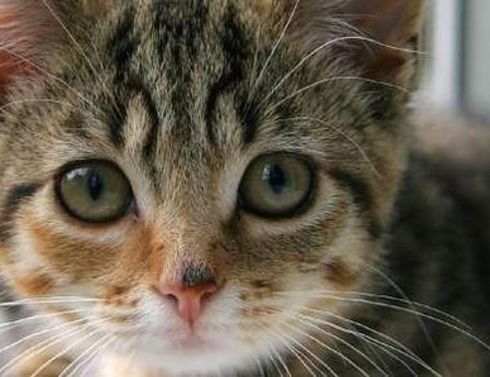 mujer firmas elegantes