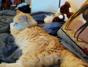 nivel 59 de 4 fotos 1 palabra