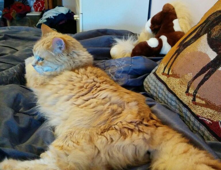 nivel 59 de 4 fotos 1 palabra