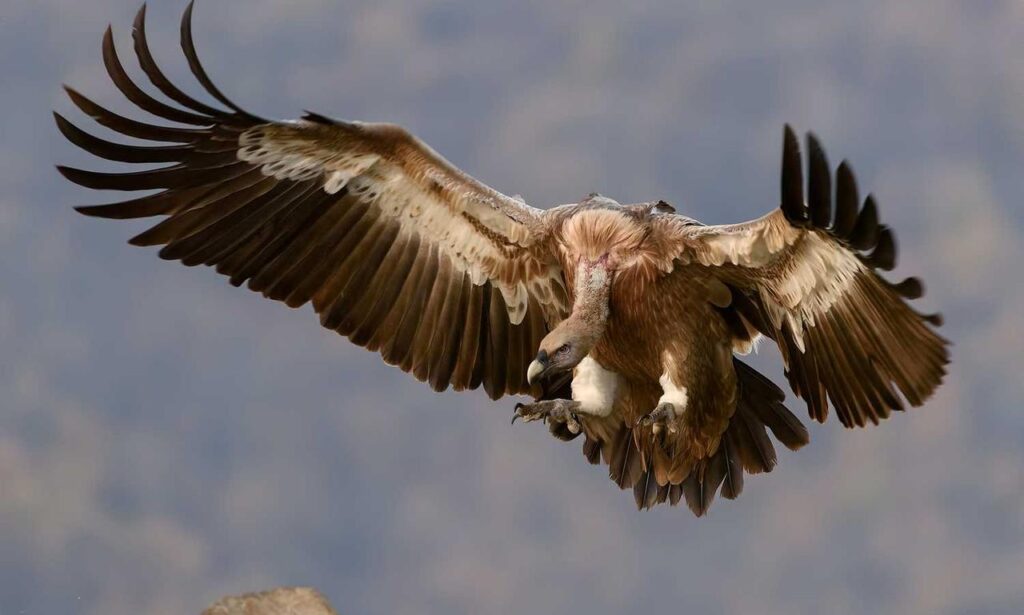 tony barber net worth